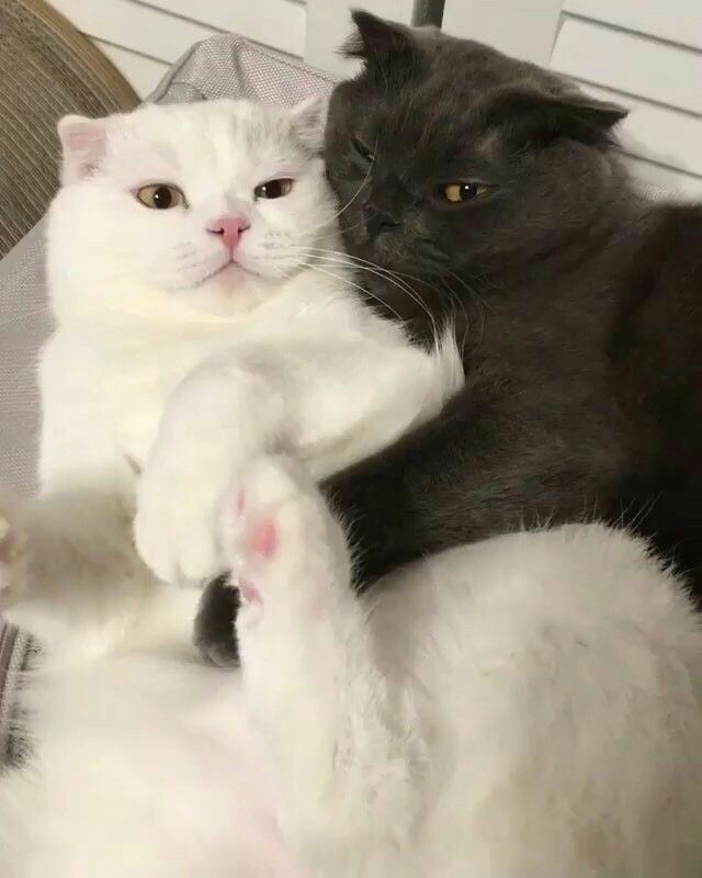 Я свою Белоснежку, не отдам никому