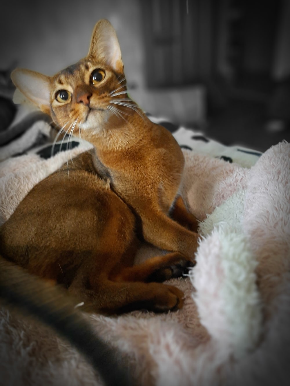 Меня спать положили, а сами на кухне вкусняшки хрумкают