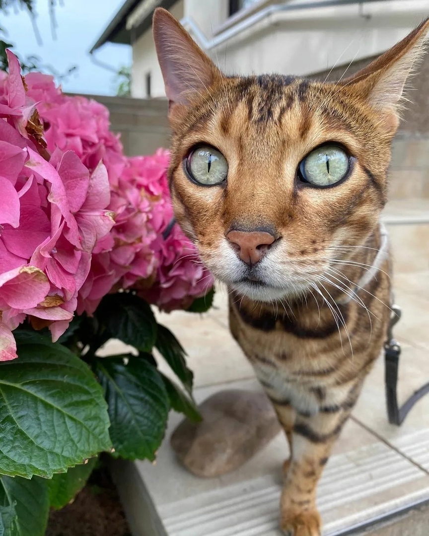 Кажется, сегодня праздник у хозяйки