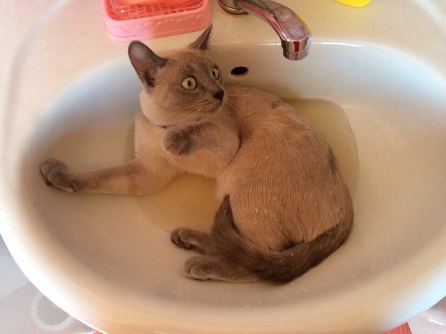 Этот кран меня пугает, то шипит, то воду подливает