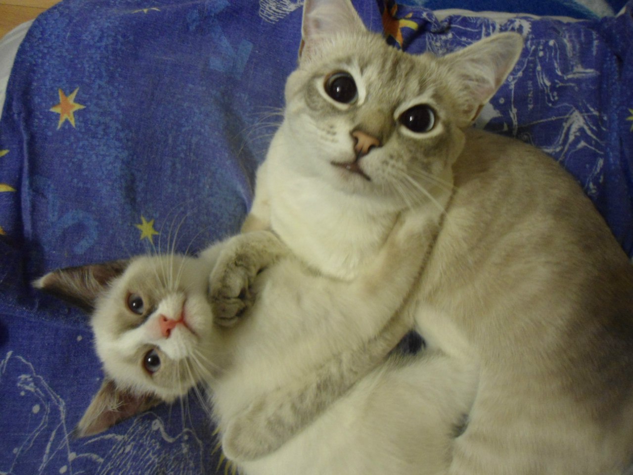 Мы не дерёмся, а балуемся