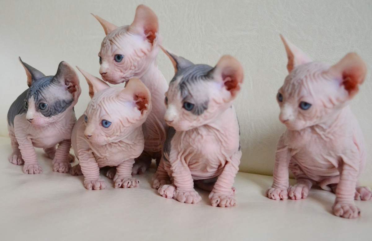 А у вас, ничего интереснее нет, чтобы нам предложить