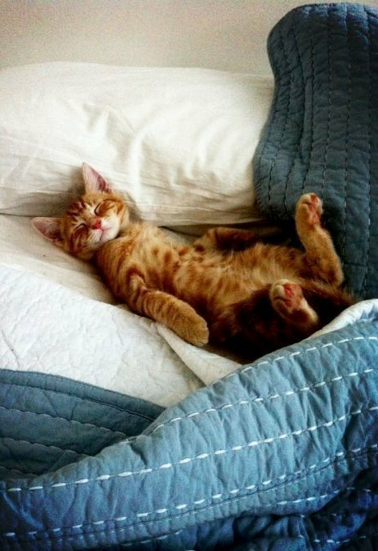 Лапки умотали