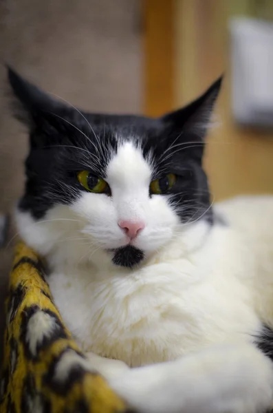 Животик просит кушать,а вставать лень