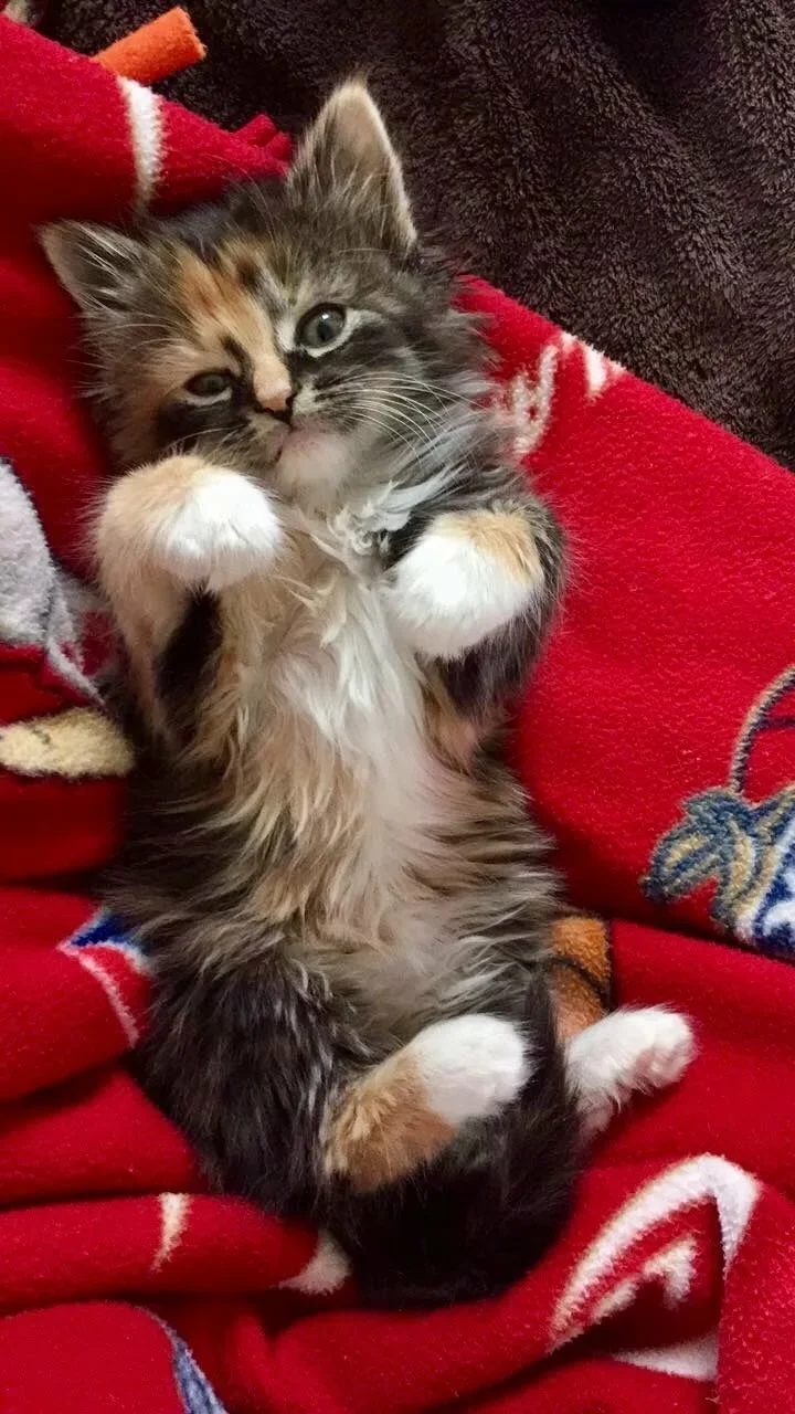 Лапотушечка проснулась