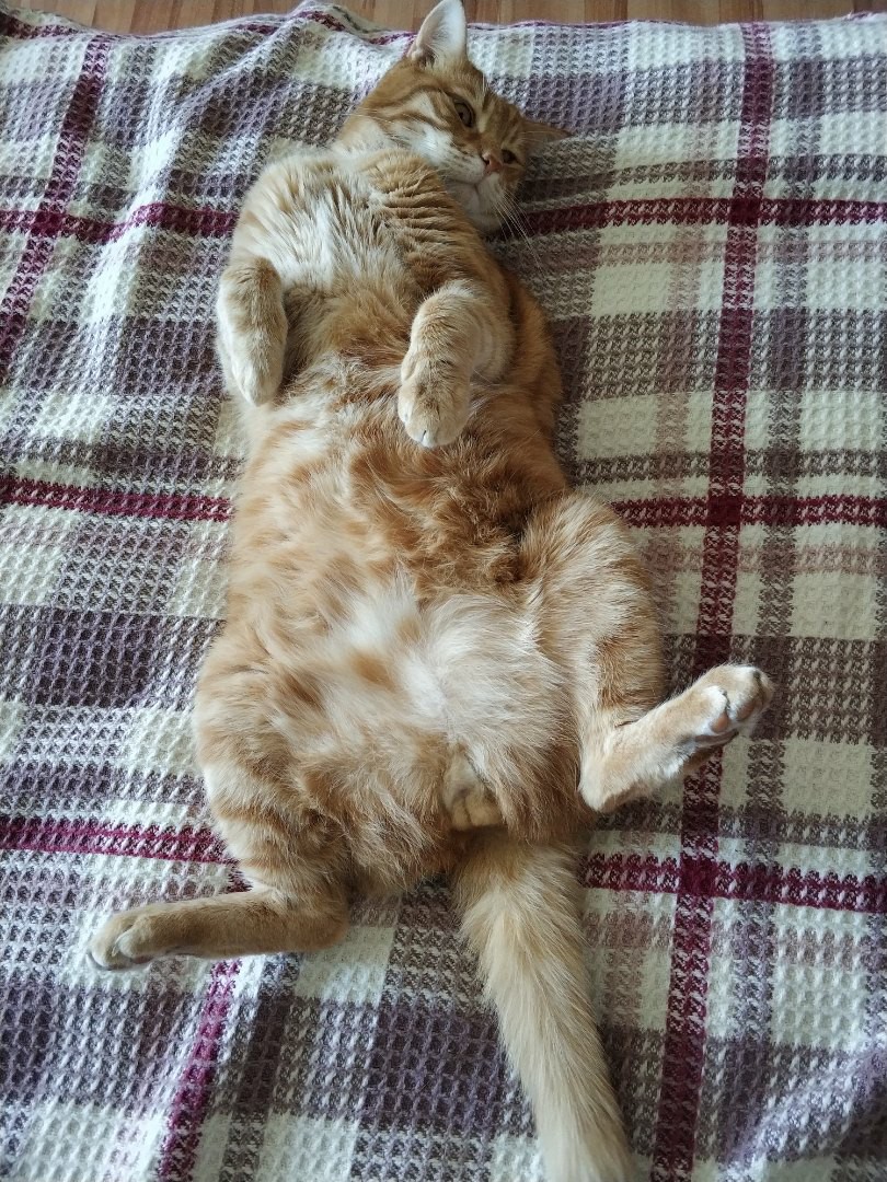 Принесите молочка сюда, а то лень на кухню идти