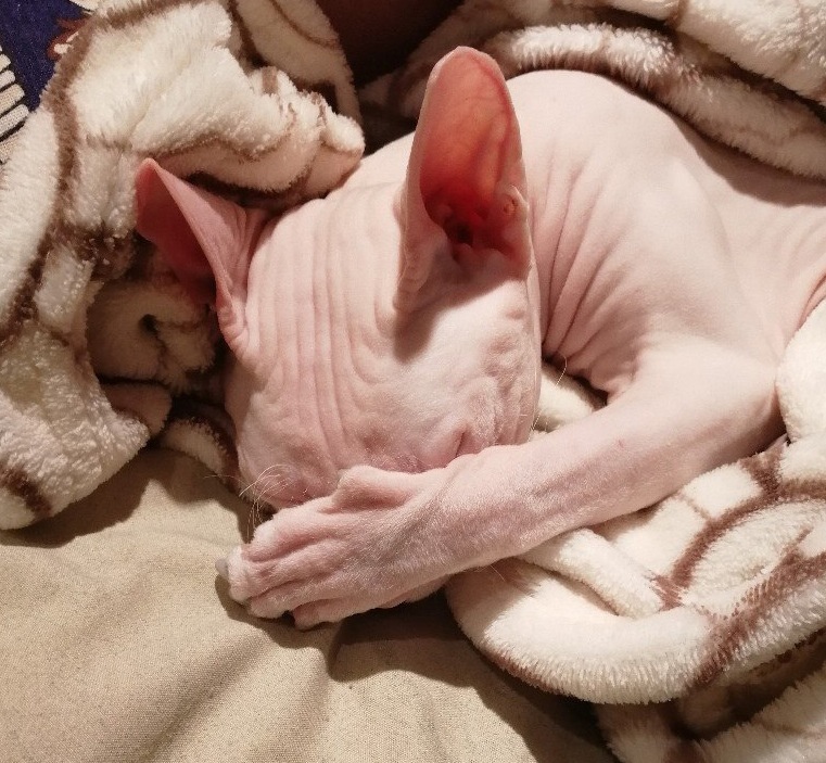 Гасите свет, спать мешает