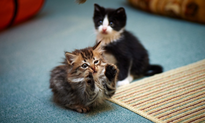 Ну, где же ваши ручки,котёнок хочет ласки