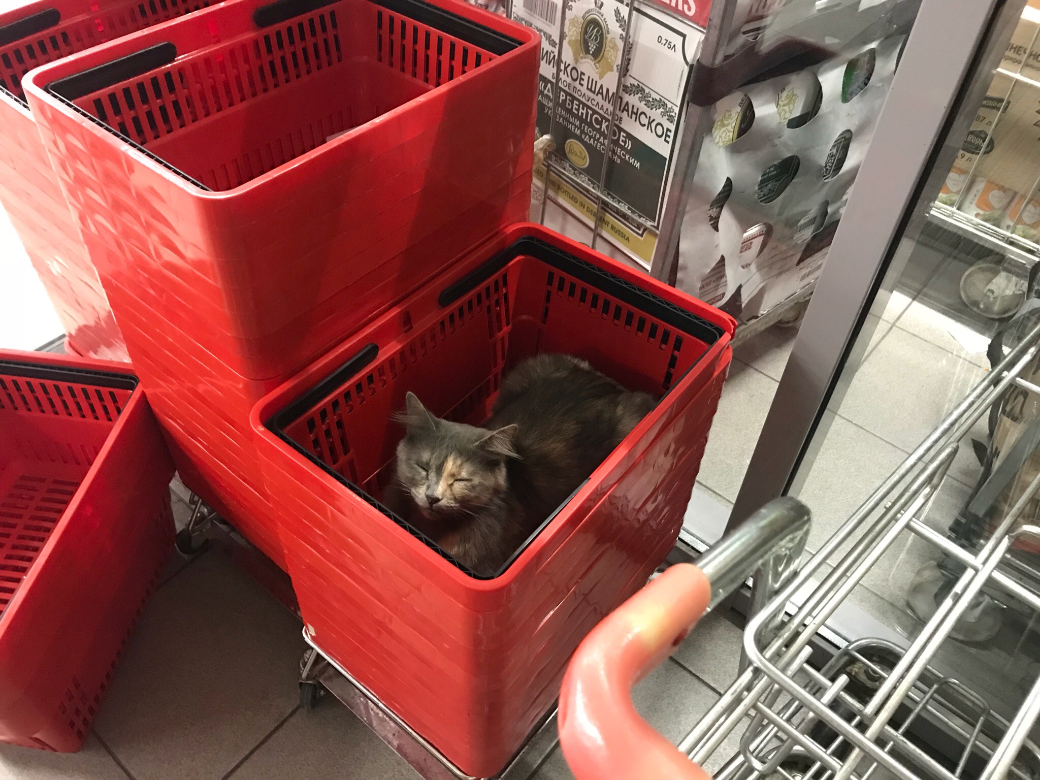 Заберите бесплатную кошечку