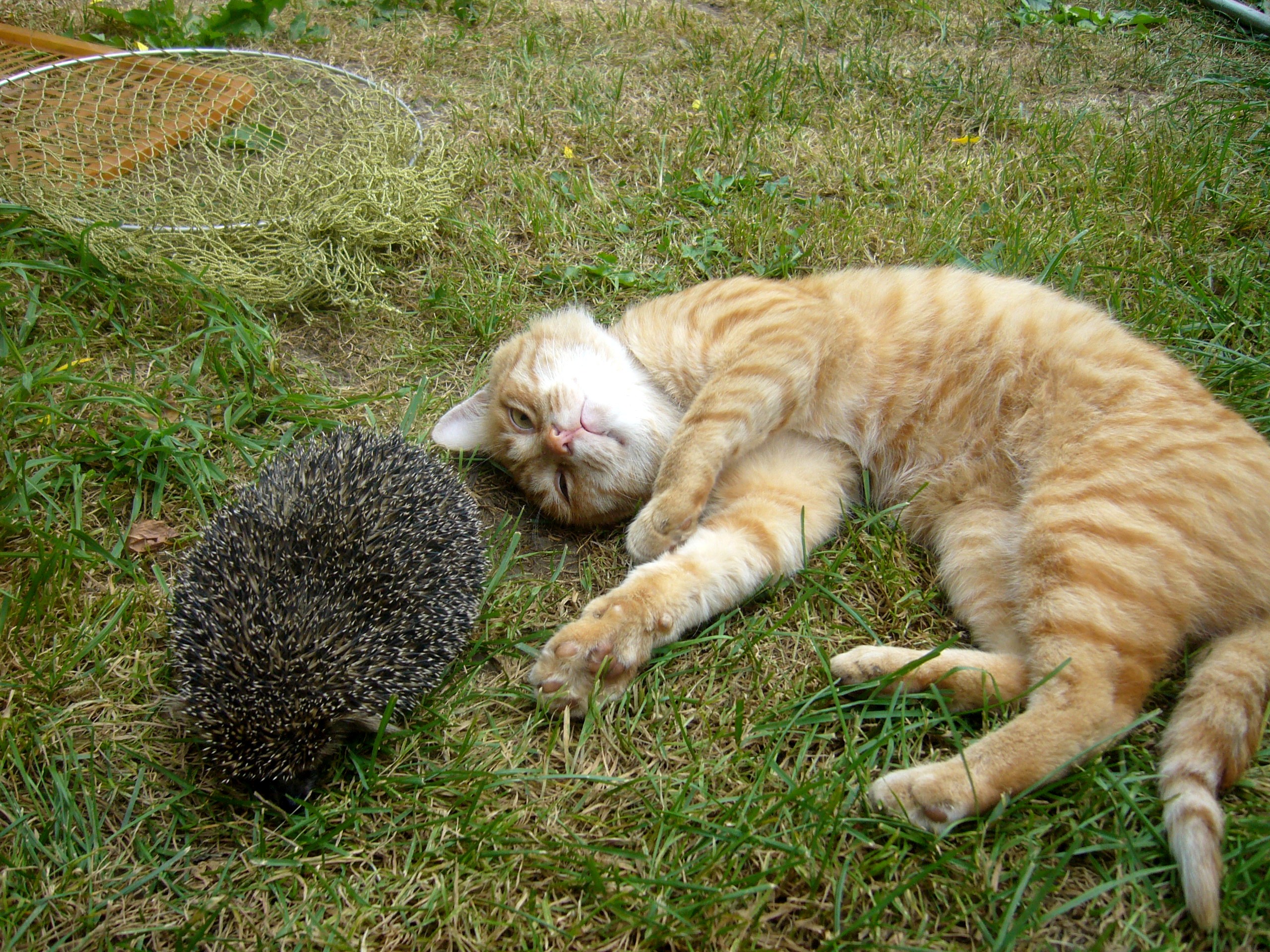 Кот и ёжик