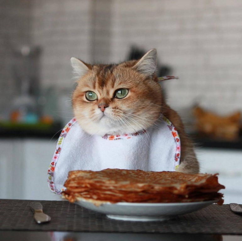 Кошечка и блины
