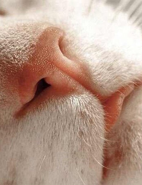 Носик с язычком