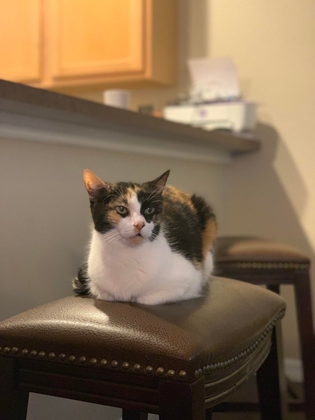 Трёхцветная кошечка ждёт кушать