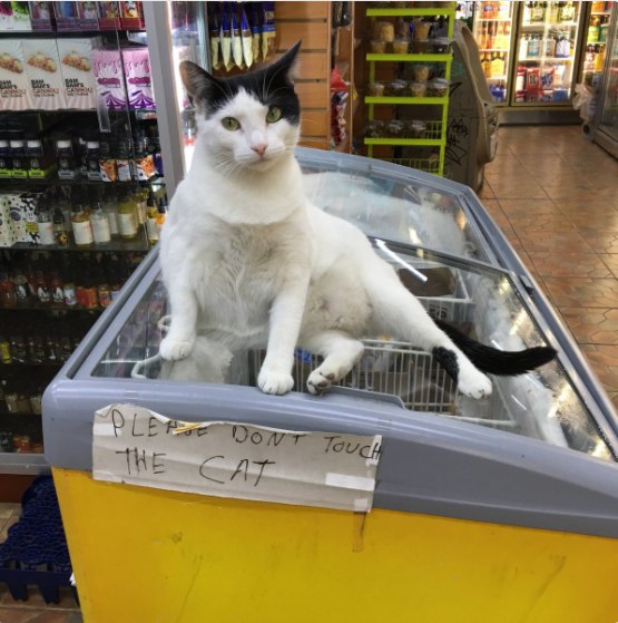 Кошка на морозилке