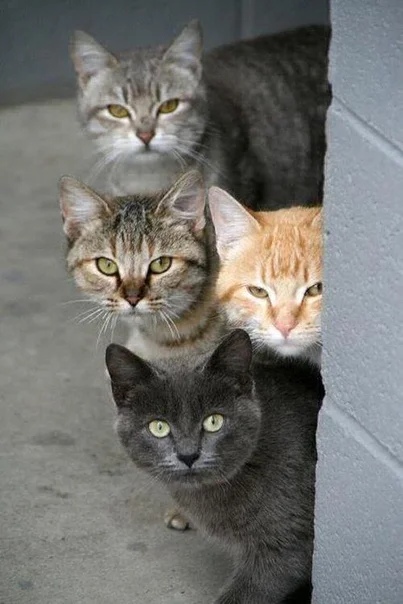 Кошки прячутся за углом