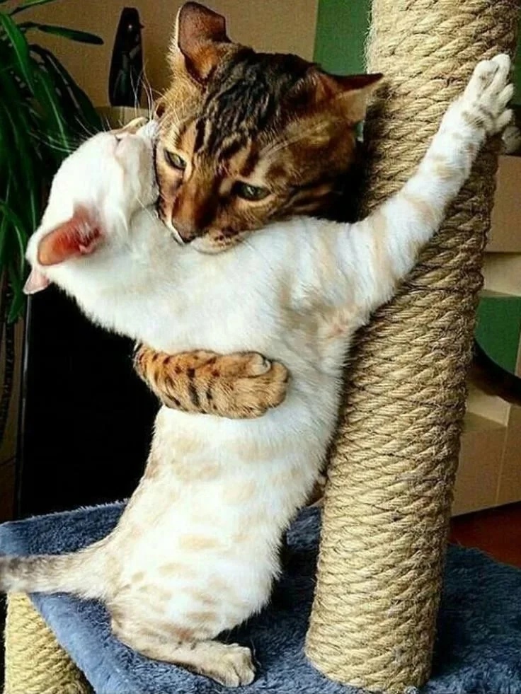 Котёнок понял что царапать