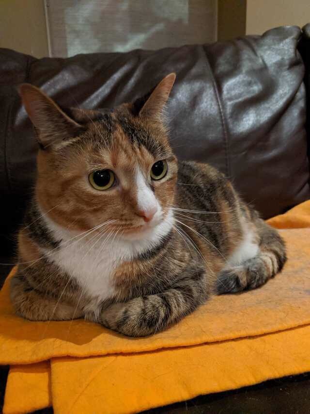 Трёхцветная кошечка на диване
