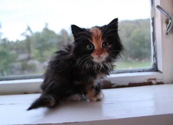 Трёхцветная красавица на подоконнике