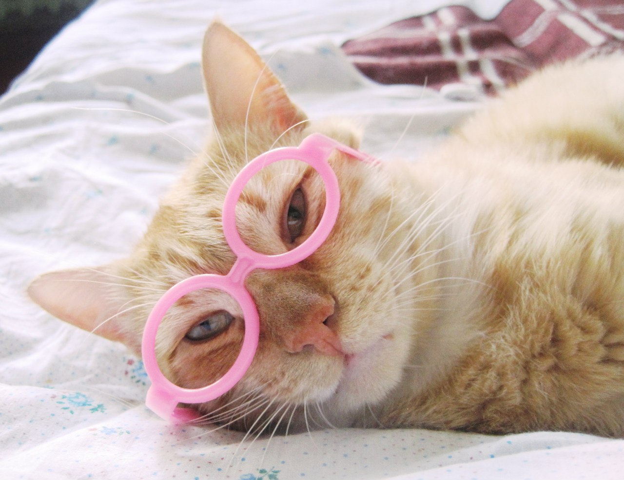 Рыженькая кошечка в очках