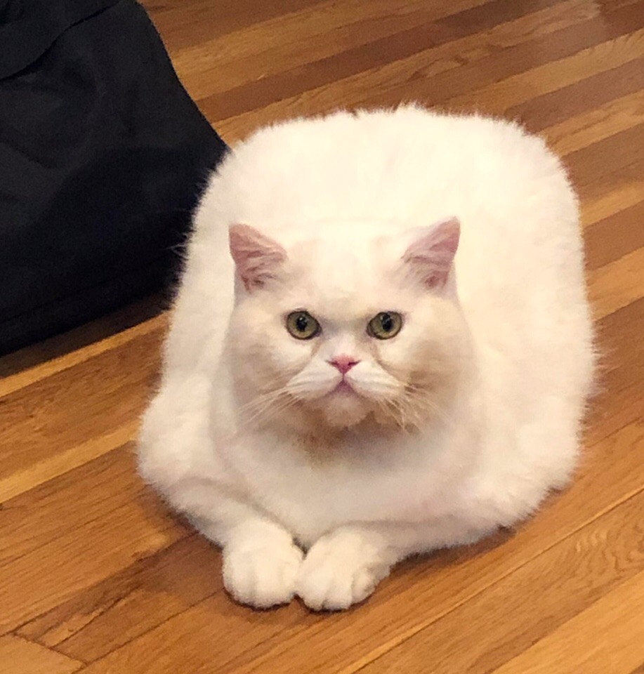 Красавчик Стёпа