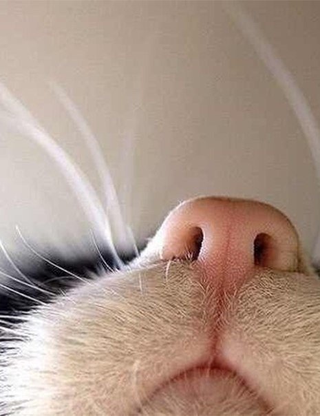 Кошечкин носик