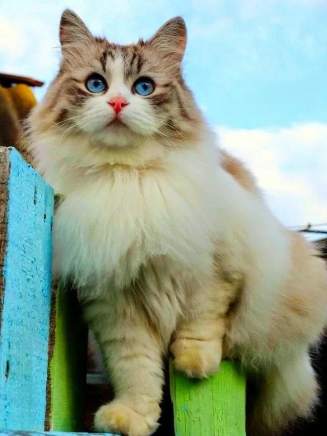 Пушистая красавица на заборе