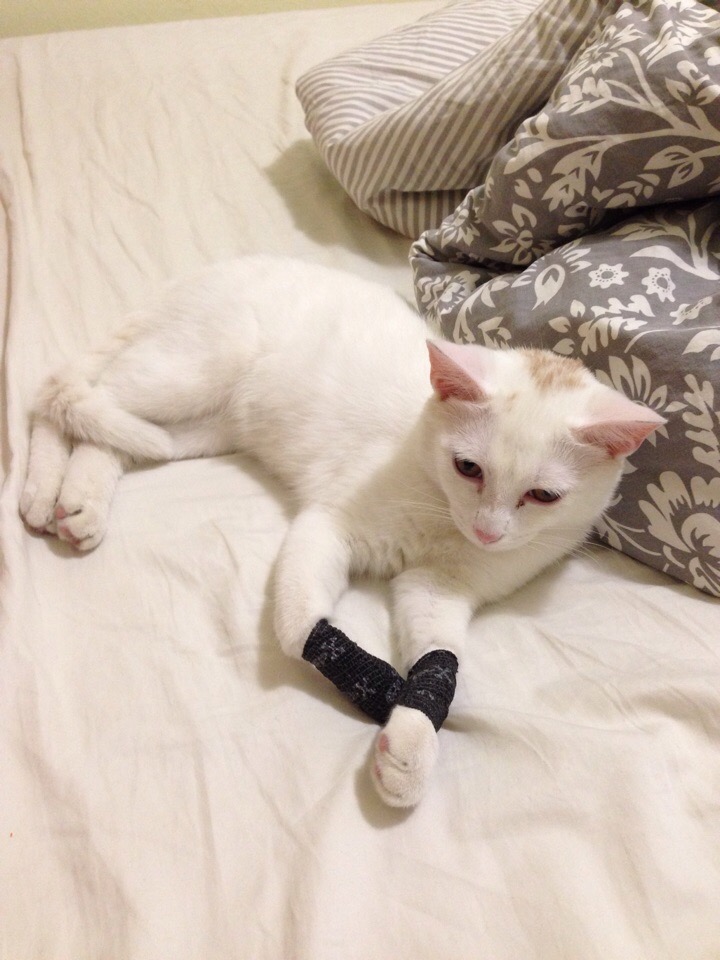 Белая кошечка поранила лапки