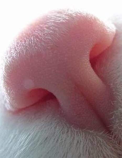 Розовенький носик котика