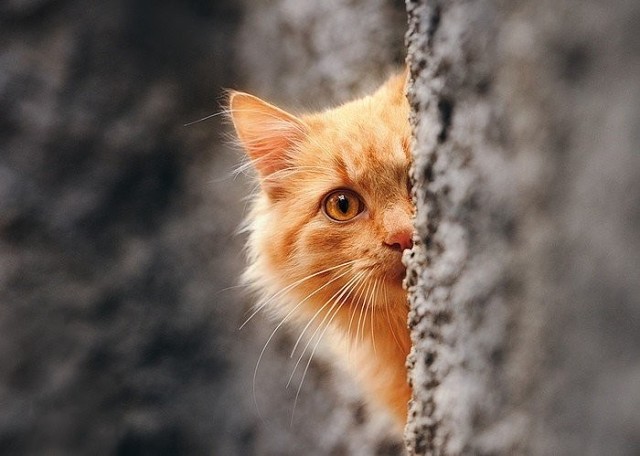 Рыжий котик спрятался