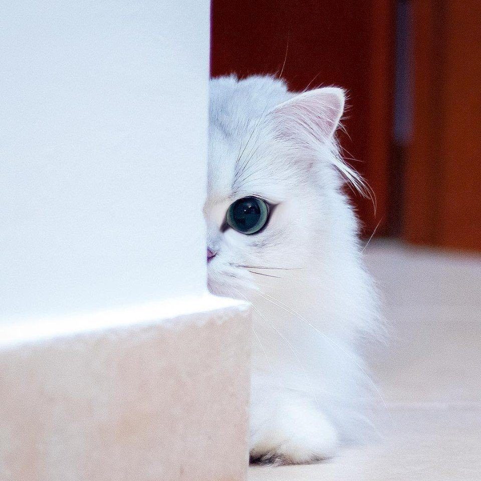 Кошечка спряталась за углом