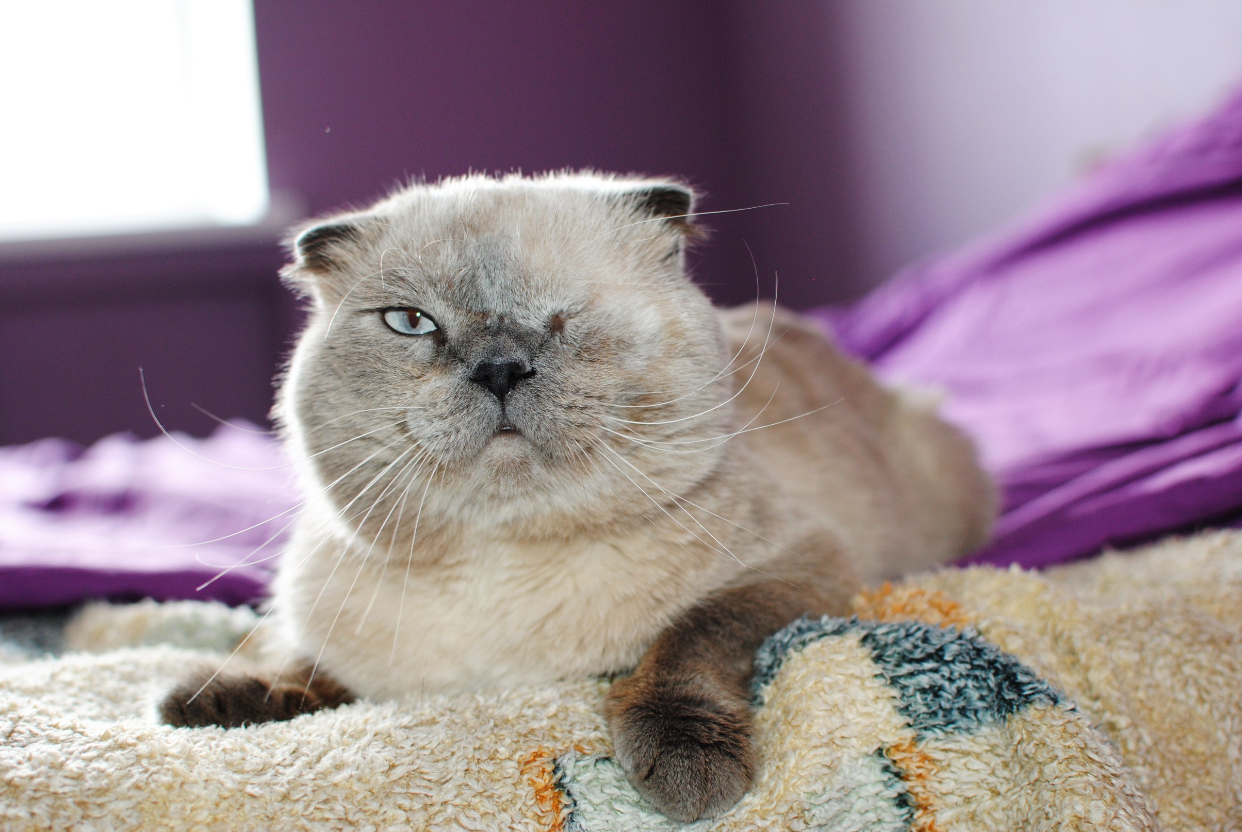 Котя лишился левого глаза