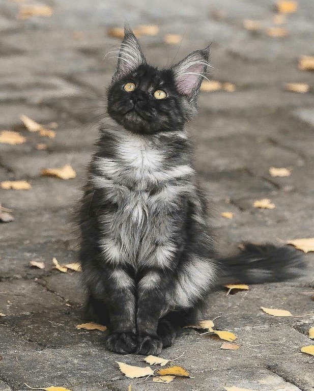 Серенькая красавица и жёлтые листья