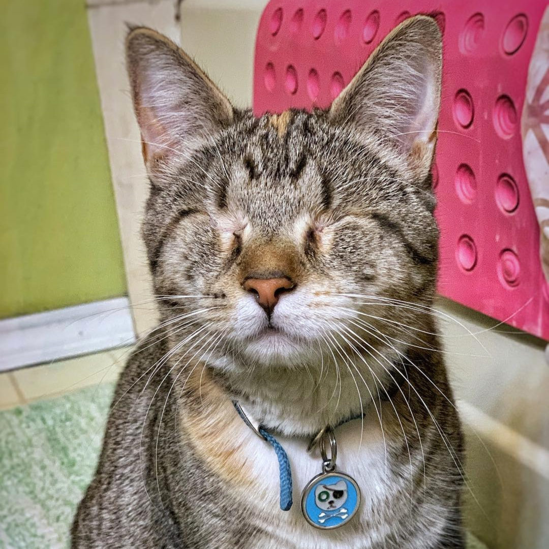 Серенький котик без глаз