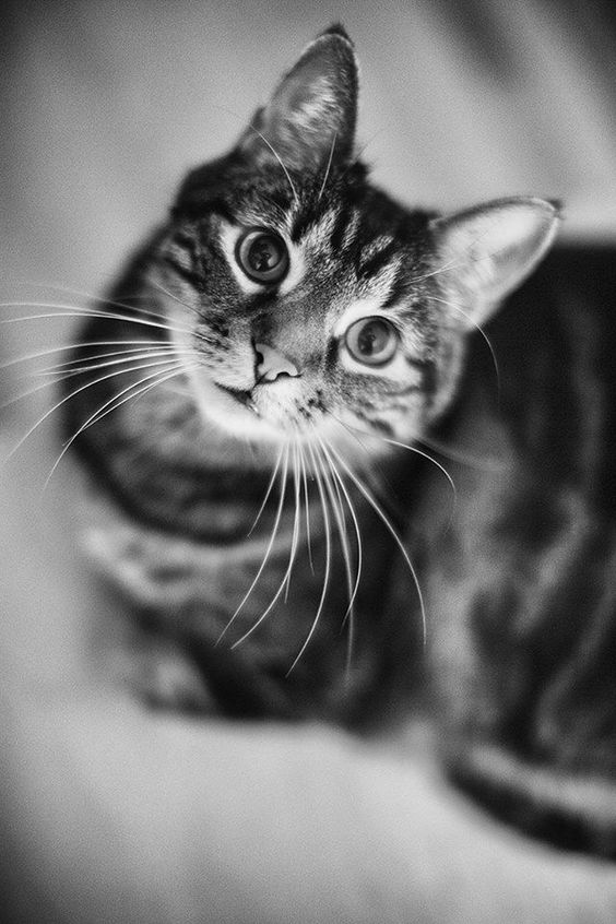 Красотка смотрит в объектив