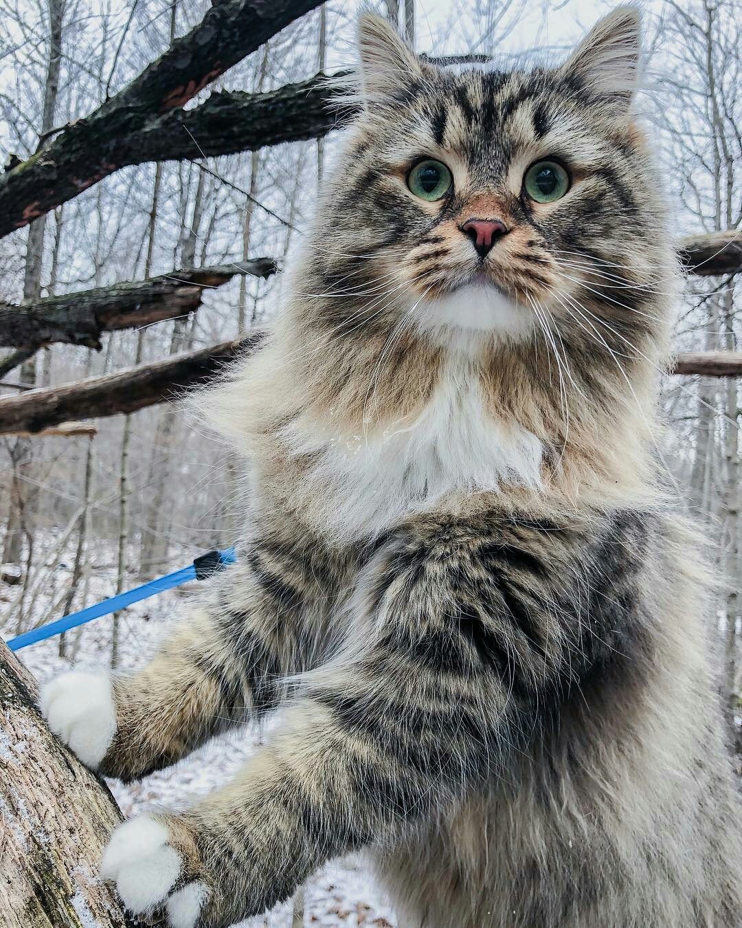 Кот охранник