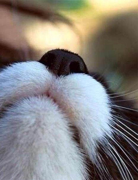 Чёрный носик Барсика