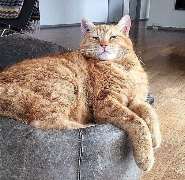 Кешенька разлёгся