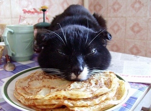Котик ест блины