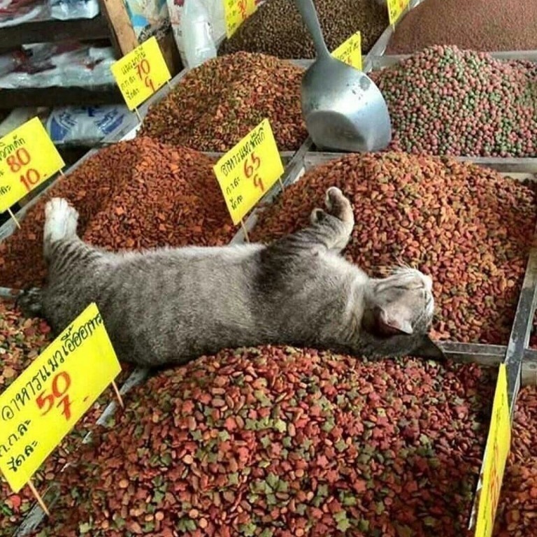 Кот в обмороке