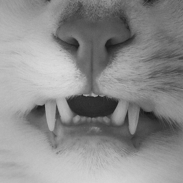 Носик с зубками