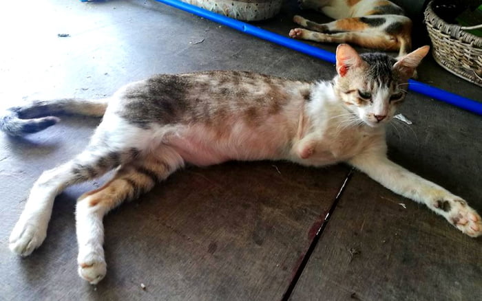 Кошечка без лапки