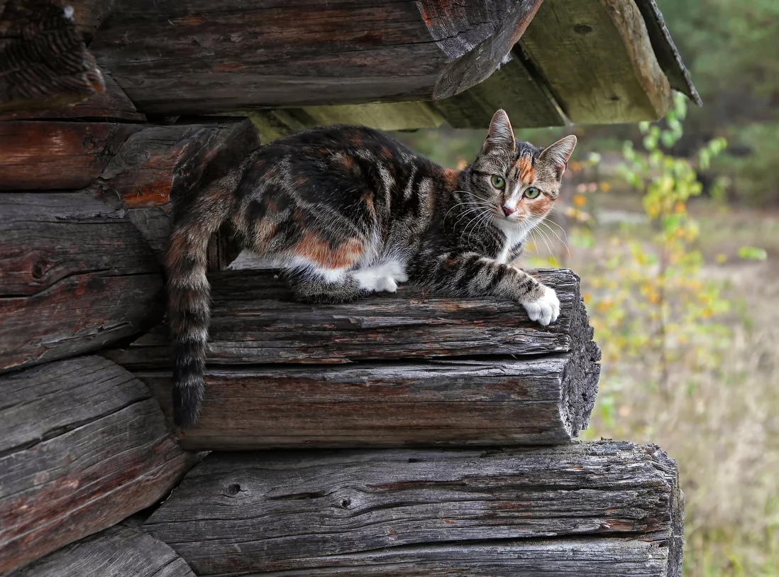 Красотка под крышей