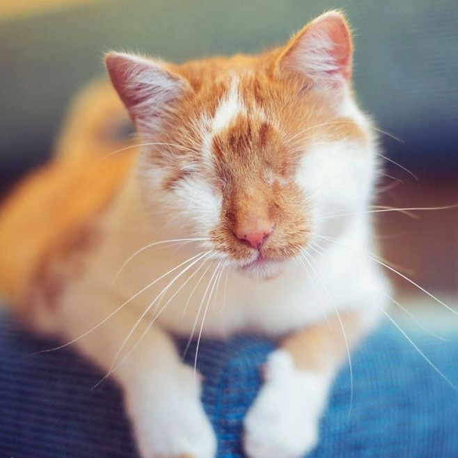 Милый котик без глазок