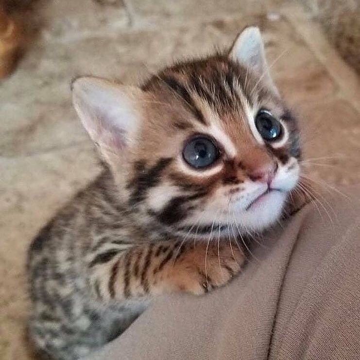 Найди мой фантик