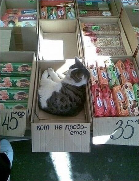 Кот продавец