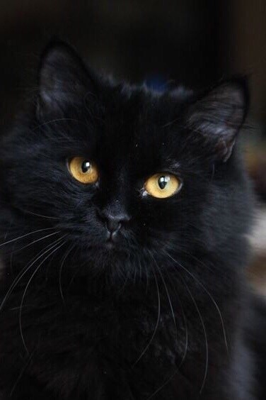 Чёрненькая красотка