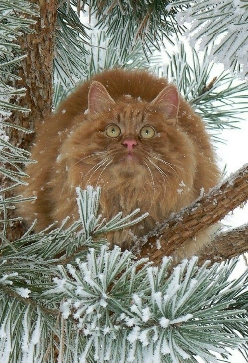 Рыжий пушистик на сосне