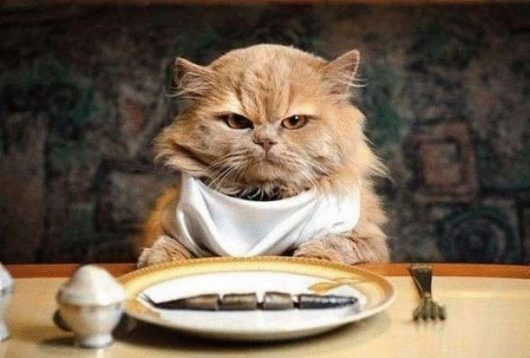 Котик и рыба