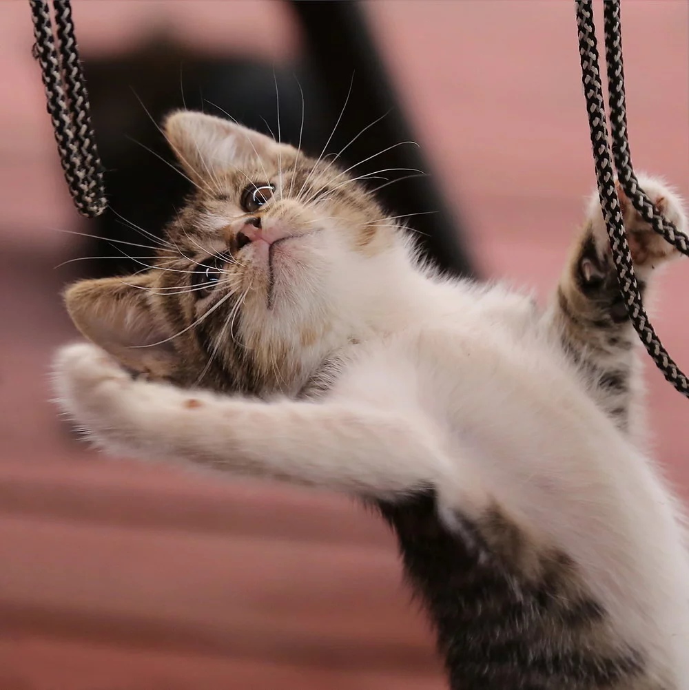 Котёнок и верёвочка