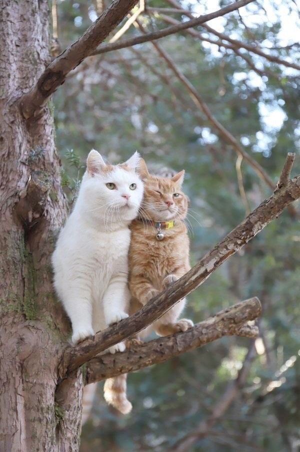 Белорыжая  парочка на дереве